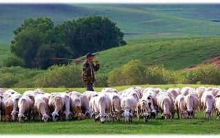 蒙古国送的羊什么时候来？蒙古国送的羊什么时候来