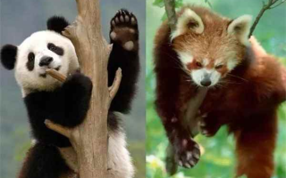 小熊猫跟大熊猫的区别：两者并不属于同一个物种