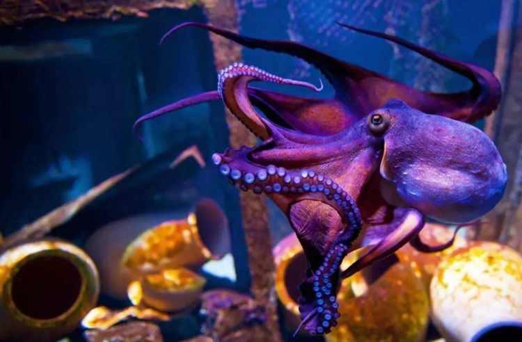 为什么科学家认为章鱼应该是外星生物？看完之后感觉还挺有道理的-第1张图片-IT新视野