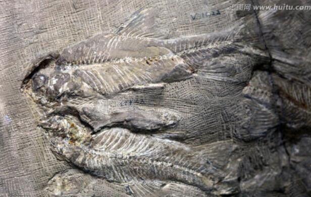 人是由“鱼”进化来的？科学家：3.8亿年前爬上岸的鱼改变了一切-第2张图片-IT新视野