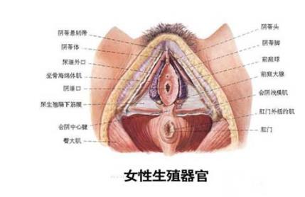 女性生殖生理（图）-第1张图片-IT新视野