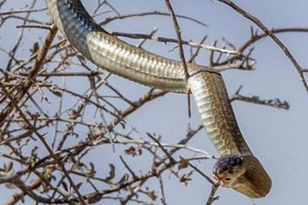 非洲树蛇：被称为非洲第九大毒蛇-第2张图片-IT新视野