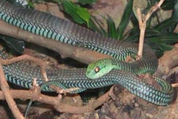 非洲树蛇：被称为非洲第九大毒蛇-第3张图片-IT新视野