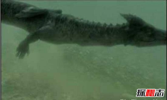 青海湖水怪之谜，体长超过14米形似恐龙-第3张图片-IT新视野