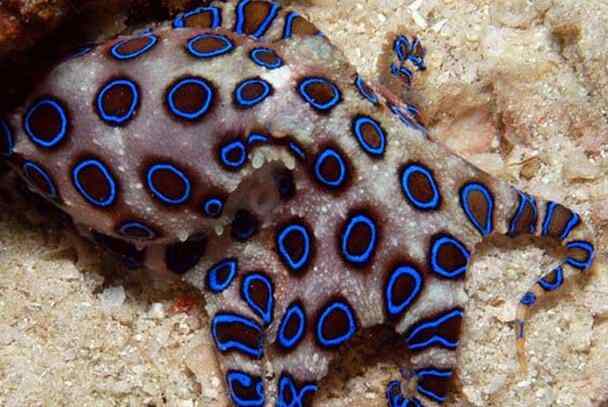 蓝环章鱼：世界上毒性最强的章鱼，咬一口即可致人死亡-第2张图片-IT新视野