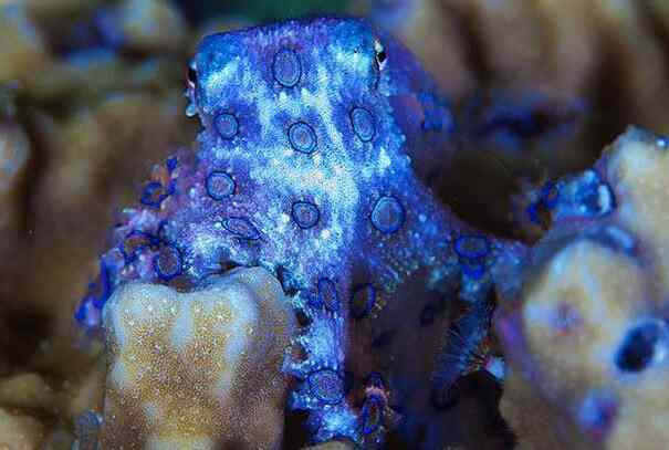 蓝环章鱼：世界上毒性最强的章鱼，咬一口即可致人死亡-第3张图片-IT新视野